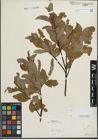 Foto von Salix hastata L.